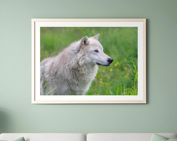 Wolf photo print, Wolf portrait, wildlife photography, wolf pictures, animal wall art decor, large paper or canvas picture, 5x7 to 40x60"