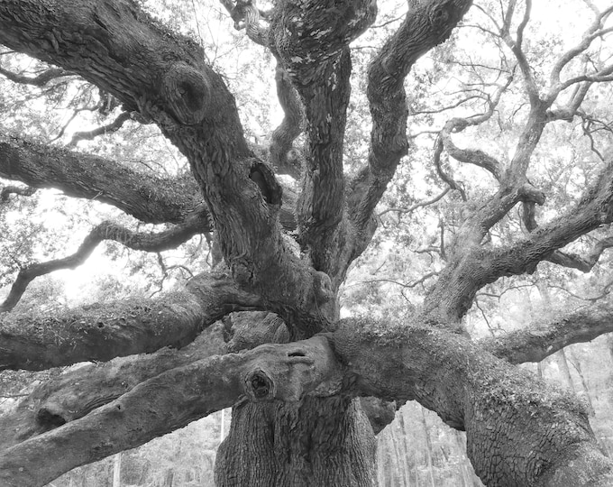 Angel Oak print, giant Live Oak photo, large oak tree wall art, black and white tree art photography, paper or canvas decor, 5x7 to 40x60"