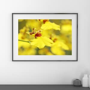 Oncidium Orchid print, yellow orchid decor, orchid picture, floral photography, bright wall art over couch, orchid lover gift, 5x7 to 32x48&quot;