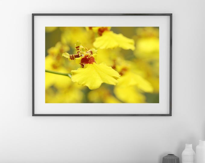 Oncidium Orchid print, yellow orchid decor, orchid picture, floral photography, bright wall art over couch, orchid lover gift, 5x7 to 32x48"