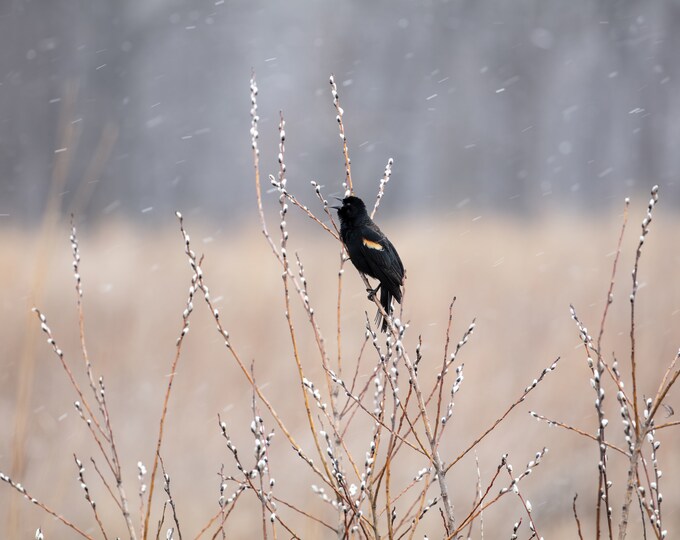 Singing Blackbird on pussy willow art, bird singing in falling snow print, large bird wall art, Red-winged Blackbird print, 5x7 to 40x60"