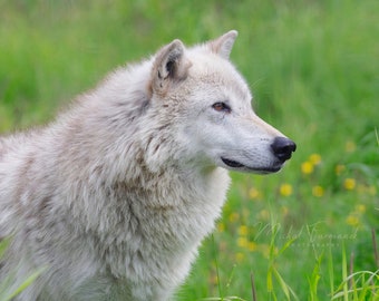 Wolf photo print, Wolf portrait, wildlife photography, wolf pictures, animal wall art decor, large paper or canvas picture, 5x7 to 40x60"