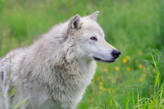 Wolf Photo Print, Wolf Portrait, Wildlife Photography, Wolf