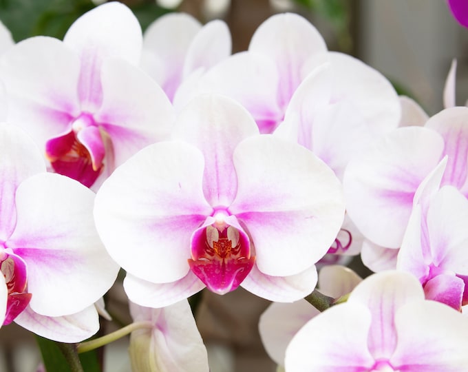 Phalaenopsis Orchid print, white and pink orchid wall art, floral art, flower photo, moth orchid decor, paper, large canvas, 5x7 to 40x60"