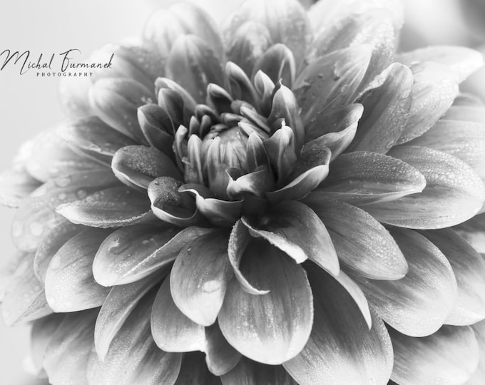 Dahlia photo print, floral art, summer flower wall decor, black and white photography, large paper or canvas picture, 5x7 8x10 to 32x48 inch