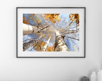 Birch Tree in color photo print, yellow white blue wall art, trees photography, large picture decor, paper canvas, sizes from 5x7 to 40x60"
