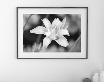 Orange Daylily photo print, day lily flower art, black and white photography, large paper or canvas picture, floral wall decor 5x7 to 32x48"