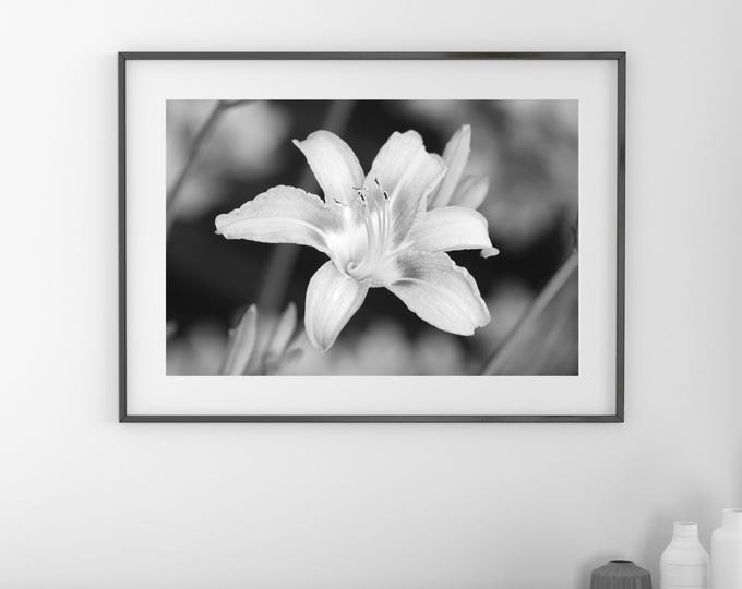 Orange Daylily photo print, day lily flower art, black and white photography, large paper or canvas picture, floral wall decor 5x7 to 32x48"