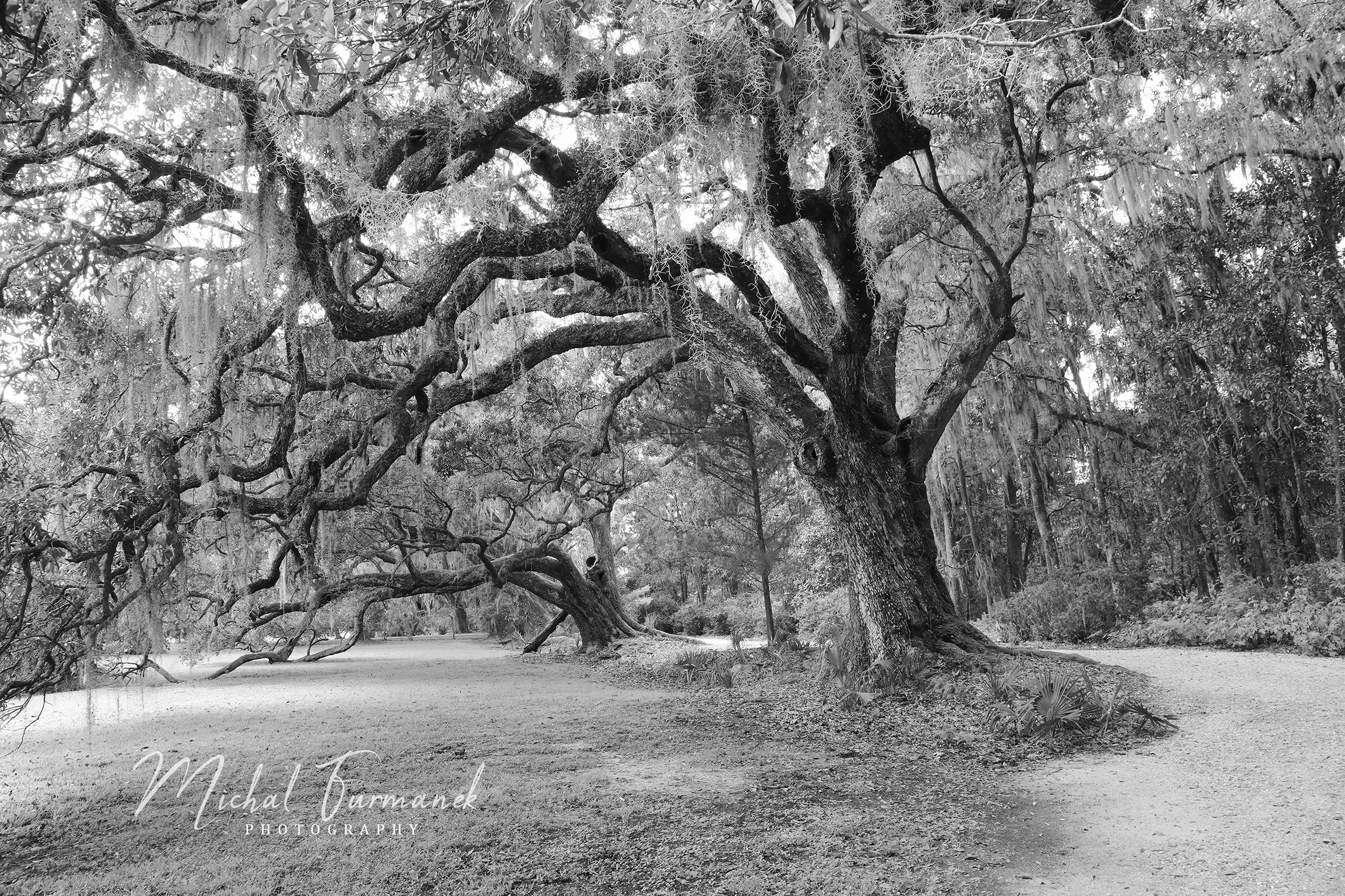 Live Oak trees photo print, black and white art, tree photography