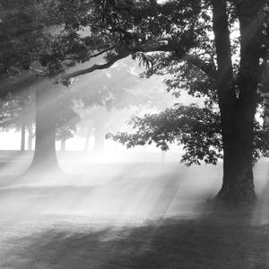 May include: A black and white photograph of a misty forest scene with sunbeams shining through the trees.