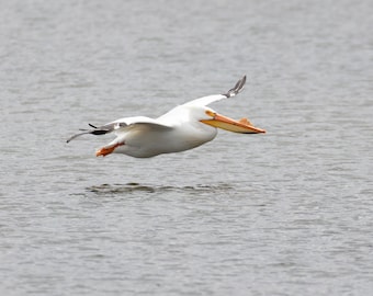 White Pelican print, pelican in flight photo, bird art, bird wall decor, wildlife photography, pelican picture, nature decor, 5x7 to 16x24"