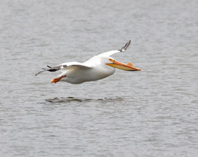 White Pelican print, pelican in flight photo, bird art, bird wall decor, wildlife photography, pelican picture, nature decor, 5x7 to 16x24"