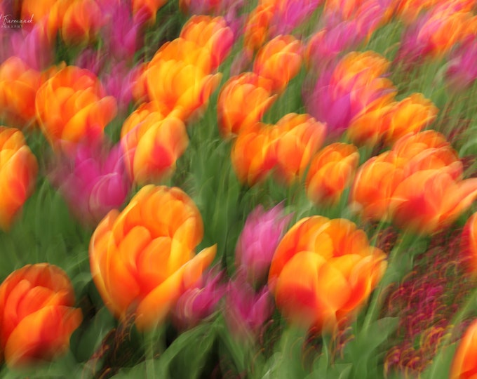 Painterly floral art, long exposure PHOTO PRINT of orange, yellow and pink tulips, flower photography, orange wall art, 5x7 to 32x48"