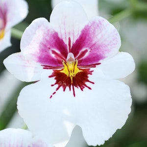 Pansy Orchid print, white Miltonia orchid photo, orchid wall art, floral art, flower photography, Miltoniopsis orchid decor, 5x7 to 40x60&quot;