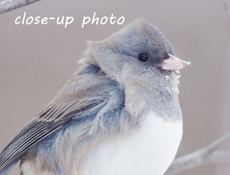 Bird photography Junco picture cute bird in snow photo image 3