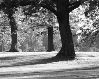 Oak Trees print, black and white tree wall art, tree photography, large landscape picture, paper photo, canvas 8x10 16x20 20x20 24x36 40x60