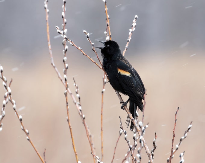 Singing bird wall art, Bird in falling snow, Red-winged Blackbird print, bird wall decor, paper or canvas, nature photography, 5x7 to 20x30"
