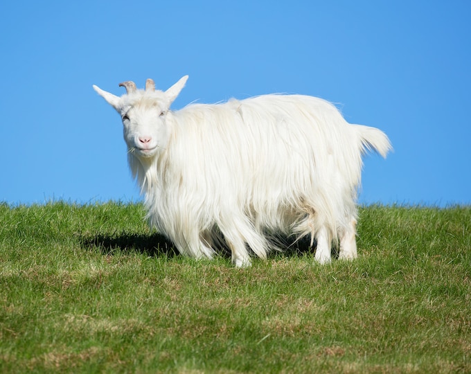 Goat wall art, white goat on the roof of Al Johnson's in Sister Bay, Door County decor, goat print, animal wall art, canvas, 5x7 to 32x48"