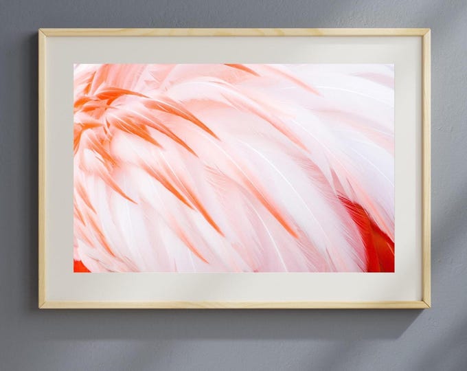 Flamingo feathers, pink red white photo print, nature art photography, paper or canvas wall decor, bird picture 8x10 11x14 12x12 12x16 12x18