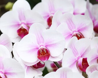 Pink and white Orchid print, Phalaenopsis orchid picture, floral wall art, over bed wall art, above couch art, orchid canvas, 5x7 to 40x60"