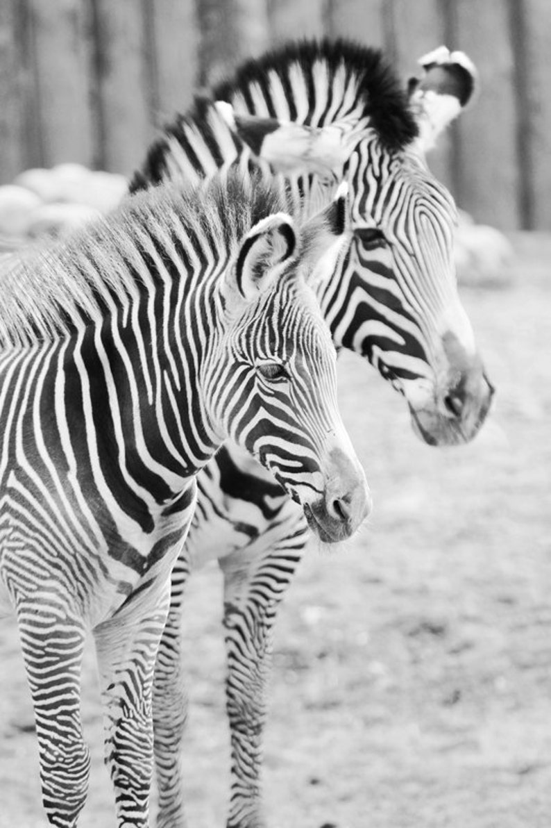 Zebras Art Photo Print Nursery Art Wall Decor Paper or Etsy