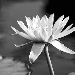 Water Lily photo print, flower art, black and white photography, large paper or canvas picture, floral wall decor 5x7 8x10 11x14 16x20 24x36 image 2