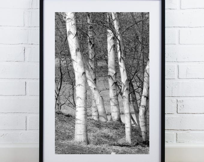Birch Trees print, vertical photo, birch tree wall art decor, large black and white tree picture, framed, canvas, 5x7 8x10 11x14 to 32x48"