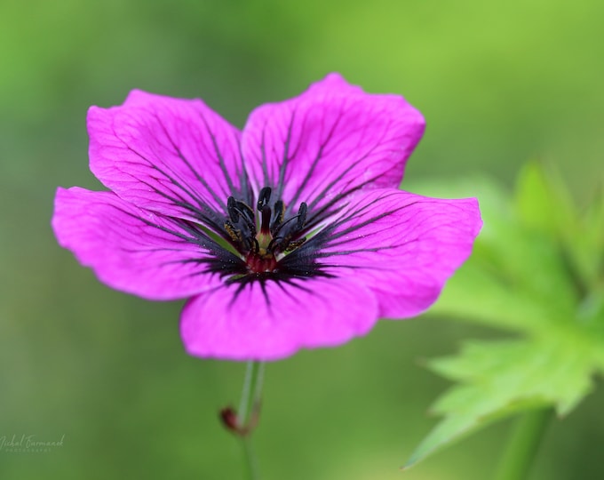 Pink floral art, Geranium print, Armenian Cranesbill, pink floral decor, flower photography, large wall art, framed, canvas, 5x7 to 32x48"