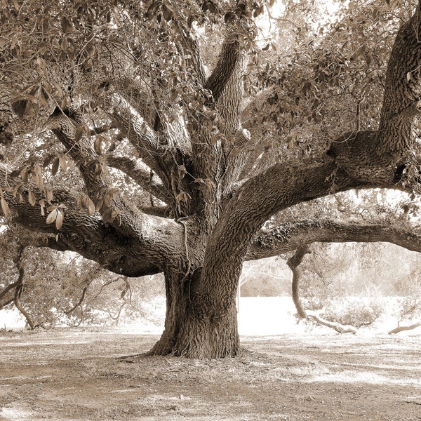 Oak Tree in sepia print, Live Oak Tree picture, tree photography, large wall decor, tree wall art, photo of tree 5x7 8x10 24x36 30x45 32x48"