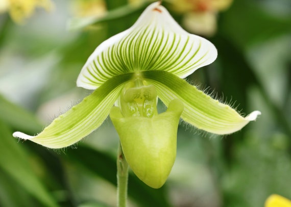 Green lady slipper orchid clearance