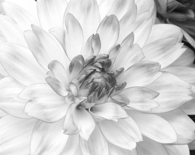 Dahlia wall art, black and white flower print, Dahlia photo, floral art, flower decor, photography, large canvas picture, 5x7 8x10 to 32x48"