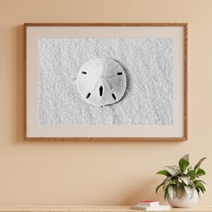 May include: A black and white photograph of a sand dollar on a sandy beach. The sand dollar is centered in the image and is surrounded by sand.