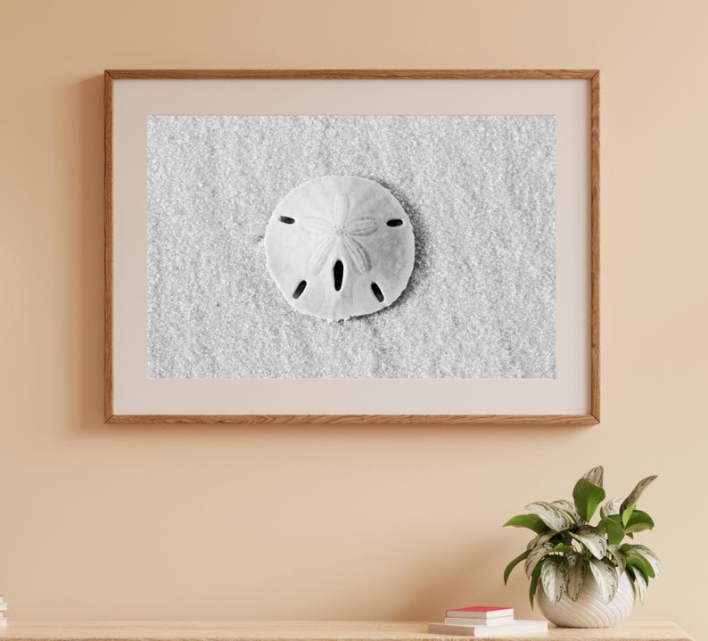 May include: A black and white photograph of a sand dollar on a sandy beach. The sand dollar is centered in the image and is surrounded by sand.