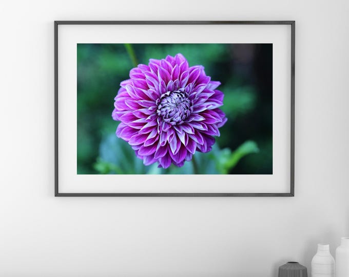 Purple Dahlia print, dahlia wall decor, Dahlia photo, large floral decor, dahlia wall art, framed or canvas, 5x7 to 32x48"