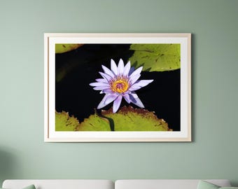 Water Lily photo print, flower art, color floral photography, large paper or canvas picture, floral wall decor, 5x7 8x10 to 40x60 inches