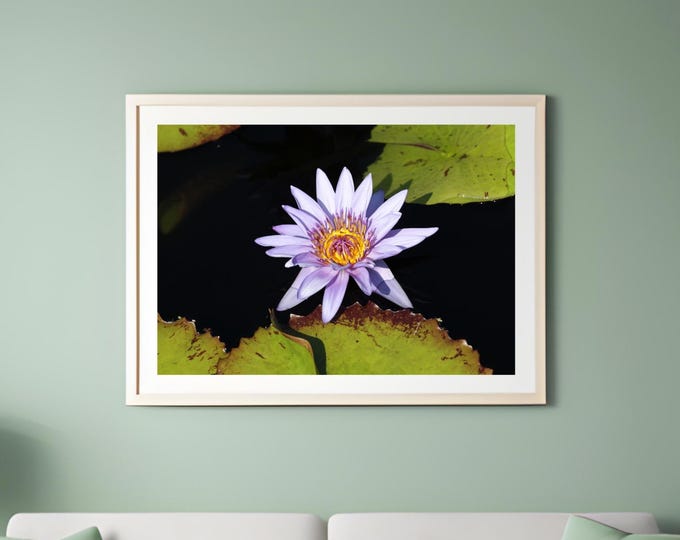 Water Lily photo print, flower art, color floral photography, large paper or canvas picture, floral wall decor, 5x7 8x10 to 40x60 inches