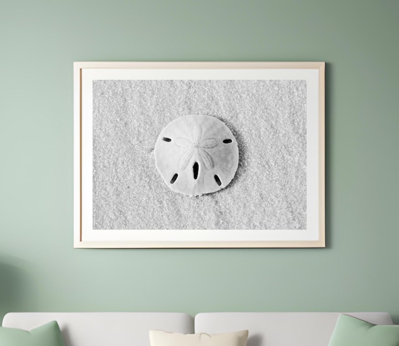 May include: A black and white photograph of a sand dollar on a sandy beach.
