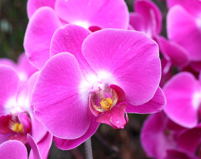 Phalaenopsis Orchid print, pink orchid in bloom photo, pink wall art, floral decor, flower photography, large paper or canvas, 5x7 to 32x48"