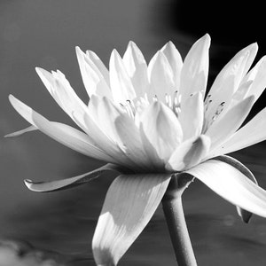 Water Lily photo print, flower art, black and white photography, large paper or canvas picture, floral wall decor 5x7 8x10 11x14 16x20 24x36 image 4