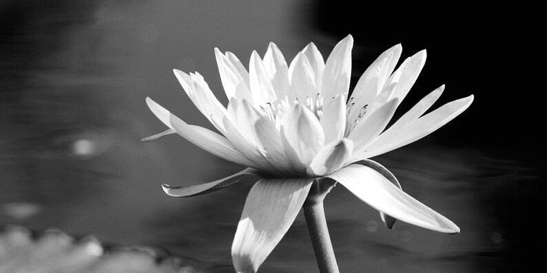 Water Lily photo print, flower art, black and white photography, large paper or canvas picture, floral wall decor 5x7 8x10 11x14 16x20 24x36 image 4
