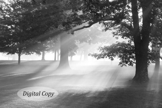 Oak trees photography art, INSTANT DOWNLOAD, digital copy, Misty Oaks print, printable photo, black and white picture decor, 5x7 to 12x18