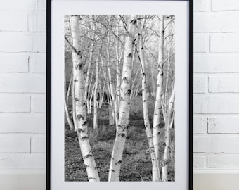 Birch Trees art, tree photo, vertical print, black and white picture, photography wall decor, framed print, canvas, 5x7 8x10 11x14 to 30x45"