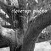 Live Oak Tree Photo Print INSTANT DOWNLOAD Digital Copy - Etsy