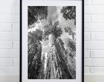 Giant Sequoia print, General Grant, black and white tree photography, redwood photo, vertical wall art, large picture, 5x7 to 40x60"