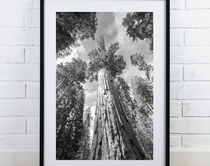 Giant Sequoia print, General Grant, black and white tree photography, redwood photo, vertical wall art, large picture, 5x7 to 40x60"
