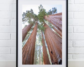 Sequoia National Park print, tree canopy picture, group of redwoods, large California wall art, framed photo, canvas, 5x7 to 40x60"