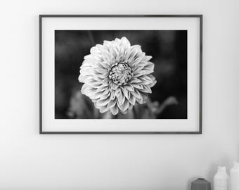 Dahlia wall art, black and white flower print, Dahlia photo, floral art, flower decor, photography, large canvas picture, 5x7 8x10 to 32x48"