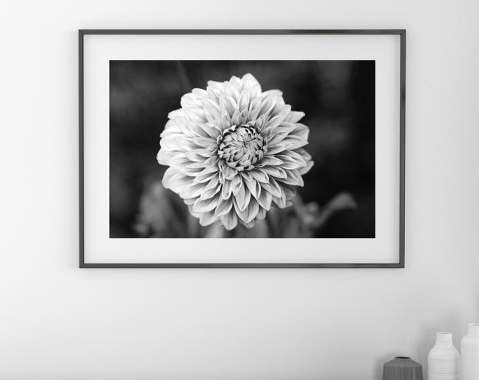 Dahlia wall art, black and white flower print, Dahlia photo, floral art, flower decor, photography, large canvas picture, 5x7 8x10 to 32x48"