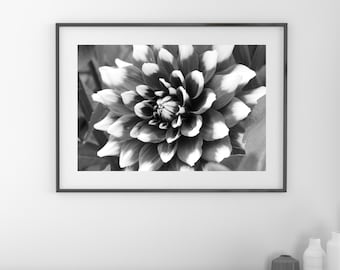 Dahlia wall art, black and white flower print, Dahlia photo, floral art, flower decor, photography, large canvas picture, 5x7 8x10 to 32x48"