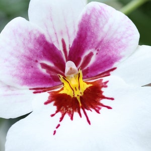 Pansy Orchid print, white Miltoniopsis orchid photo, orchid wall art, over bed wall decor, floral gift, orchid lover gift, 5x7 11x14 32x48&quot;